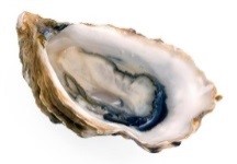 Oyster